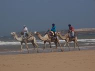Atlantic coast camel trek
